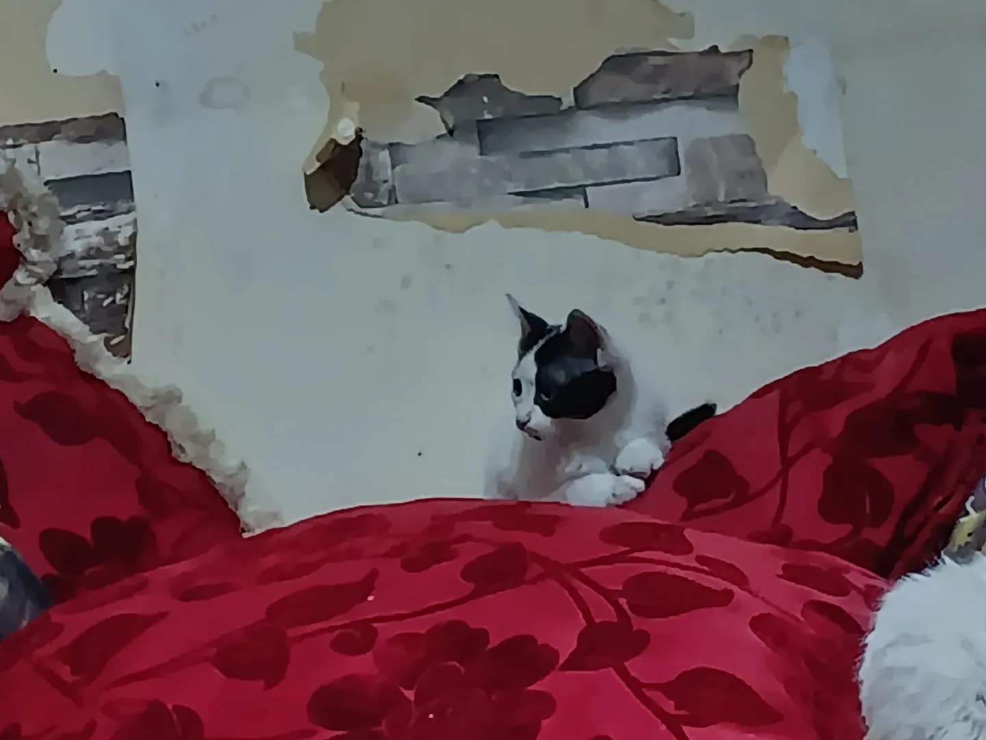 2 Yaşında smokin Kedi Sahiplendirme