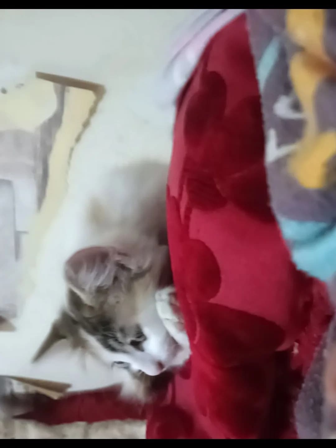 2 Yaşında Calico Kedi Sahiplendirme