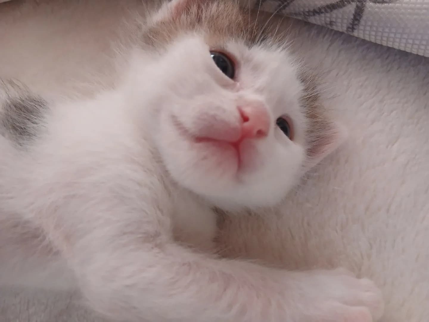 Dişi Yavru Kedi 3 haftalık