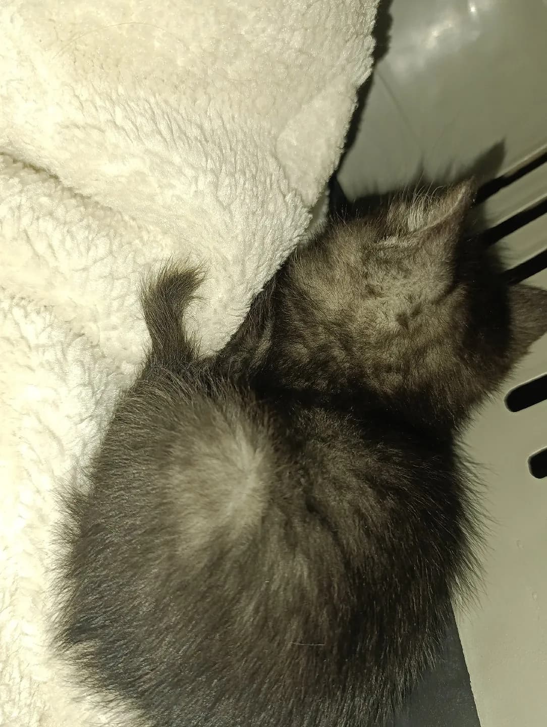 Ankara sincan acil sahiplendirme 1 aylik disi kedi annesi yok