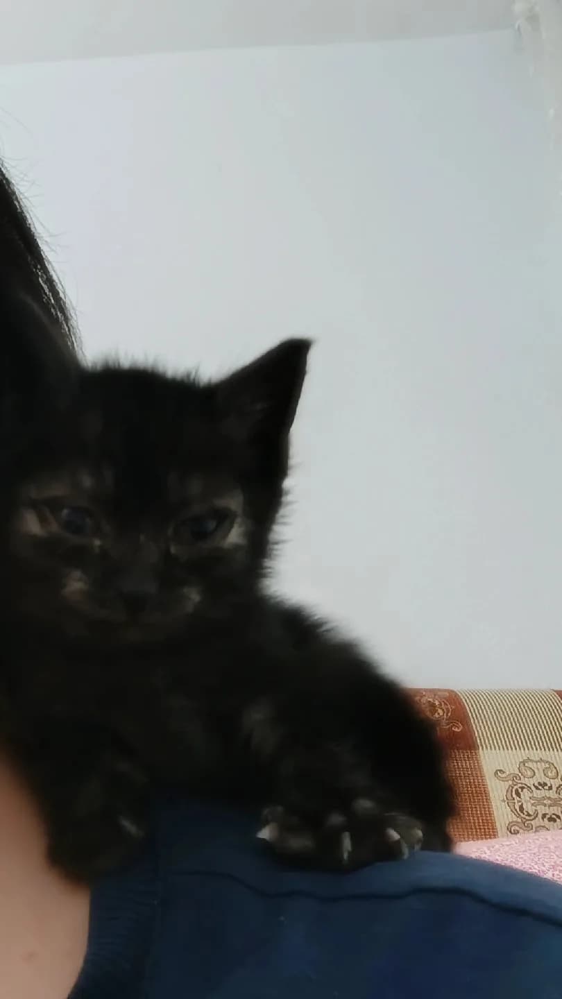 Ankara sincan acil sahiplendirme 1 aylik disi kedi annesi yok