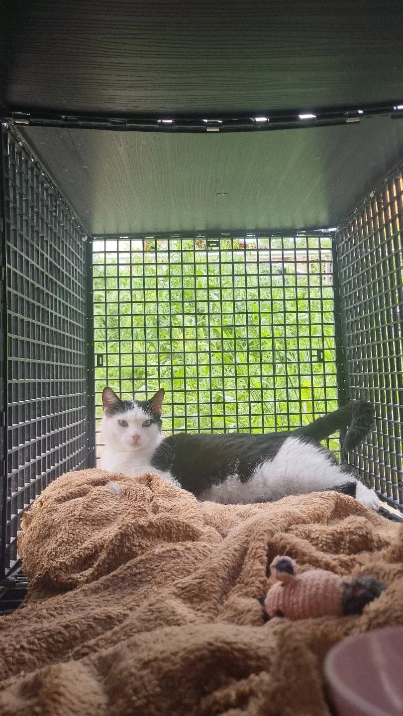 Sokakta Kayıp Bulduğumuz Kedi