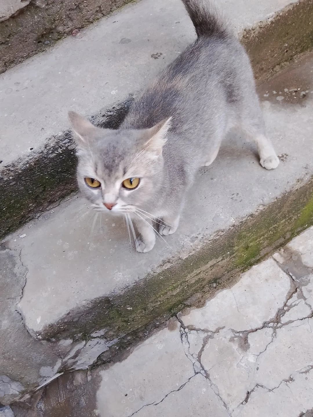 TAŞINIRKEN SAHİBİ TARAFINDAN TERKEDİLEN CİNS EV KEDİ