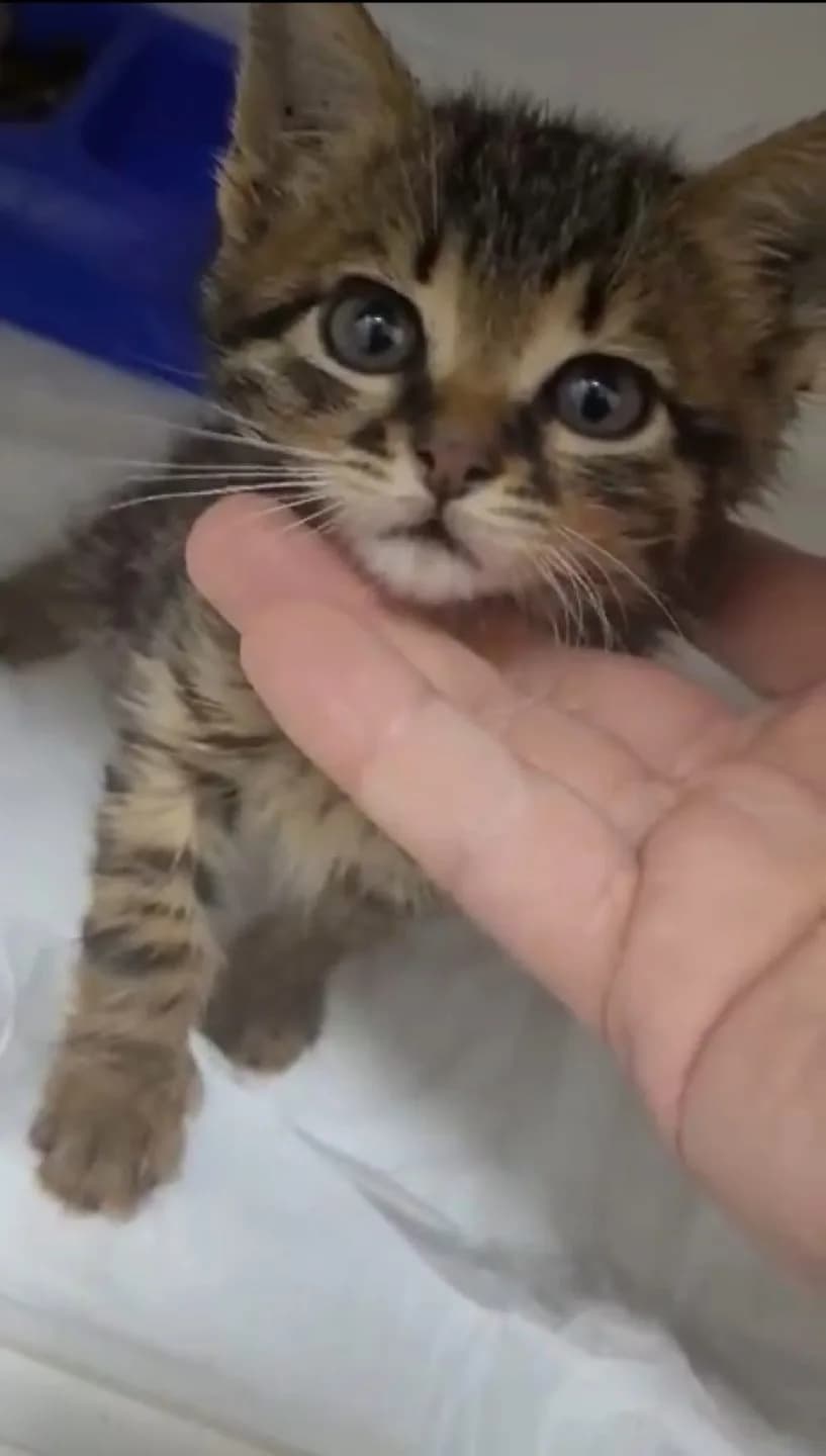 Dünya tatlısı bebişler Topaç ve Göbüş🐱🐾
