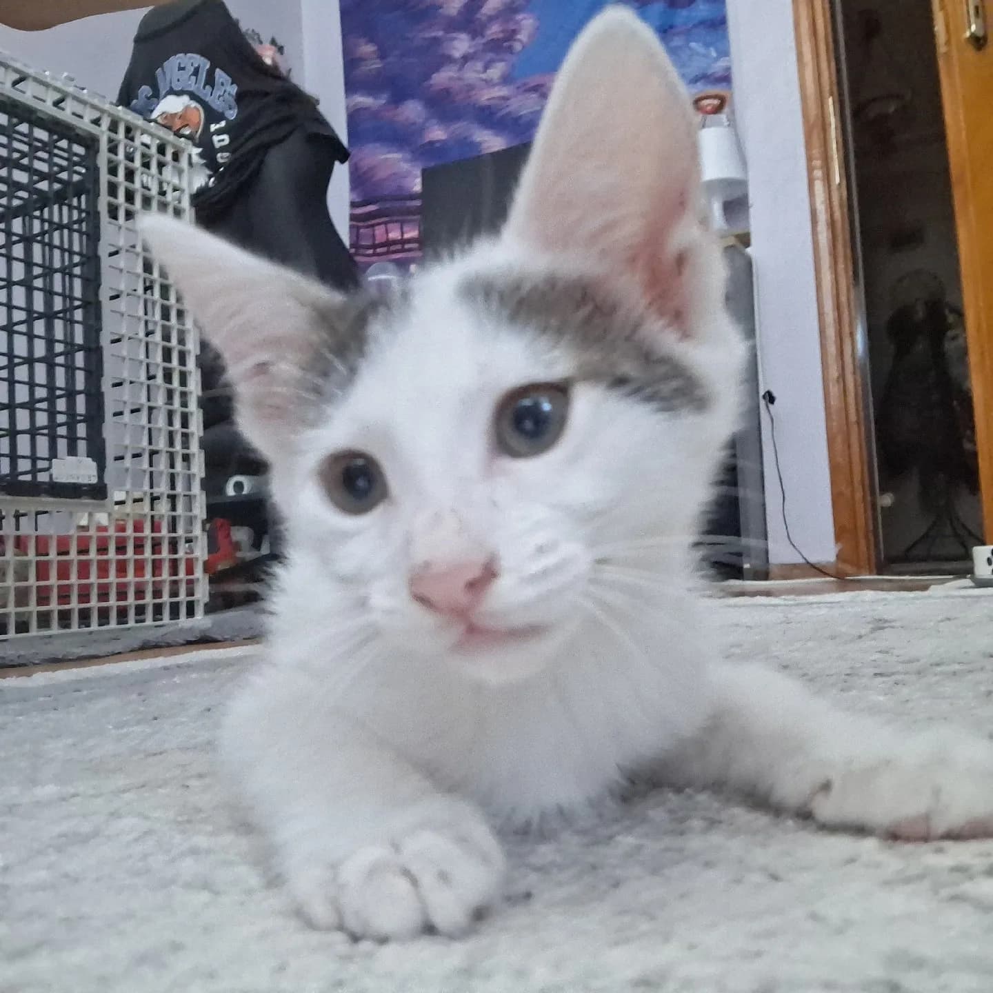 2 aylık yavru kedi sahiplendirme
