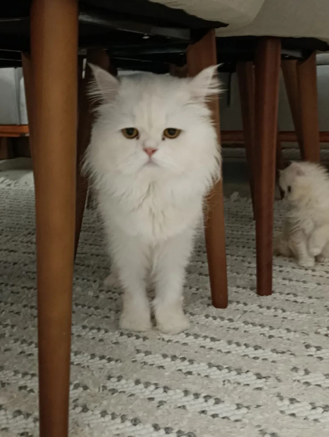 2 yaşında Erkek Uysal ettiğinli