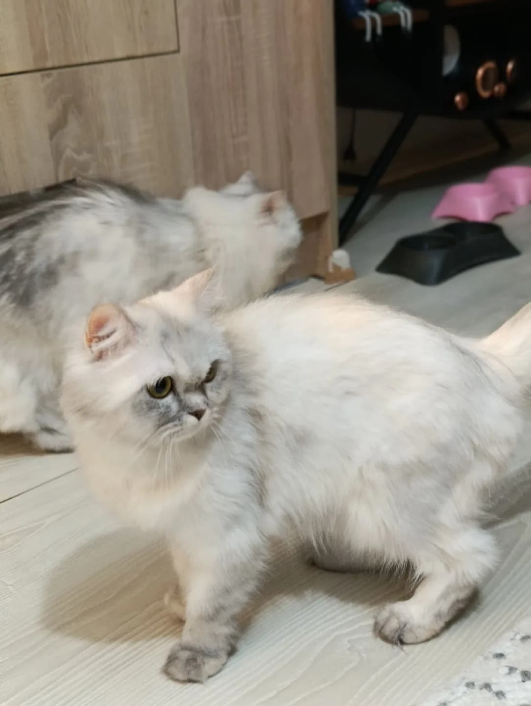 1 yaşında dişi İran kedimiz
