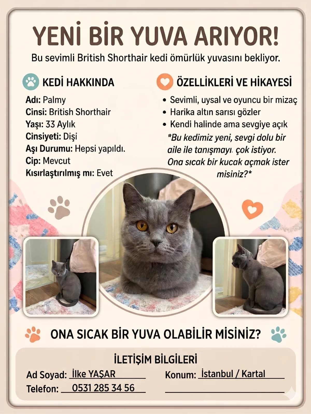 Güzel Kedimizi Sahipleniriyoruz