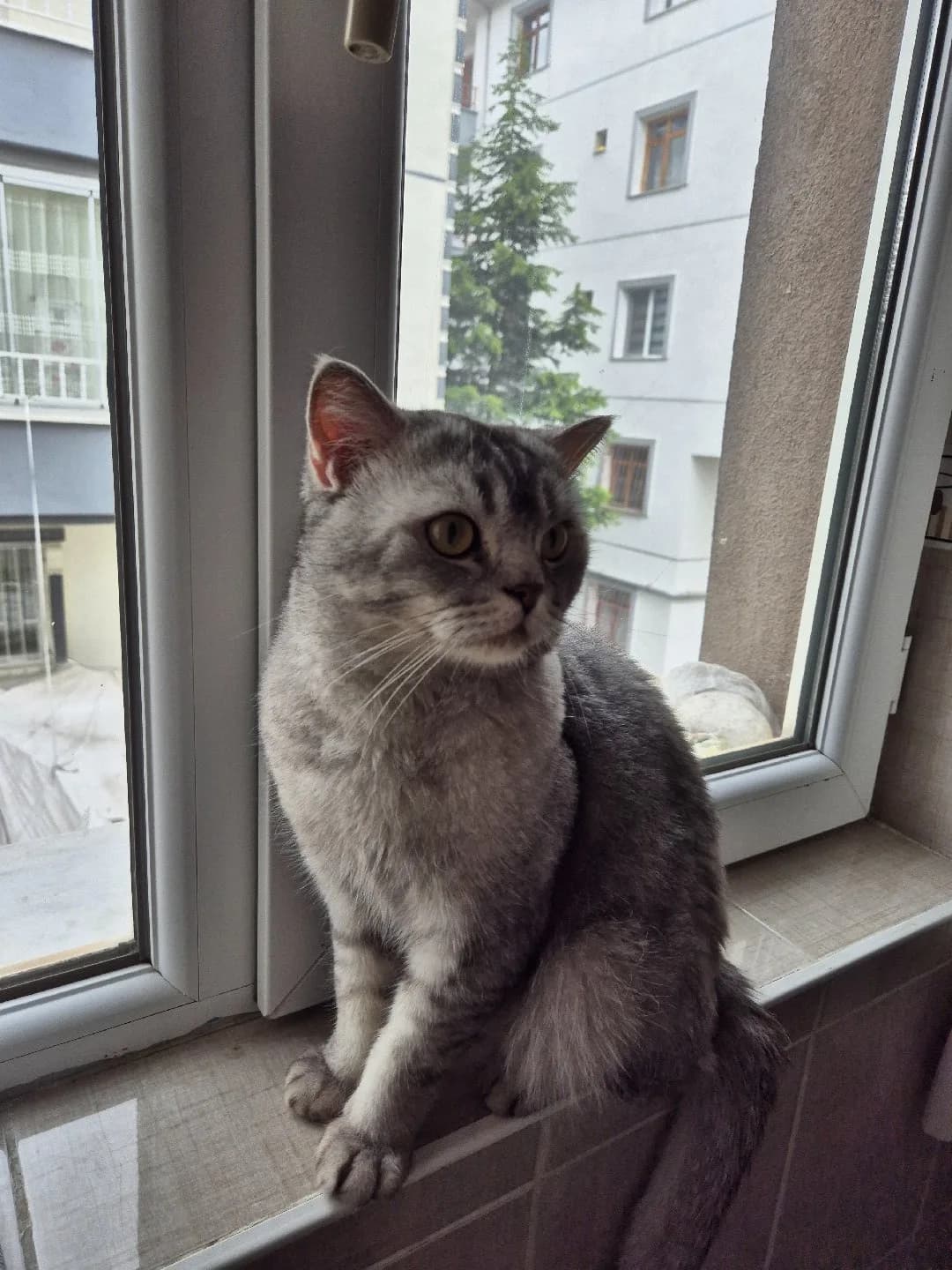 British shorthair