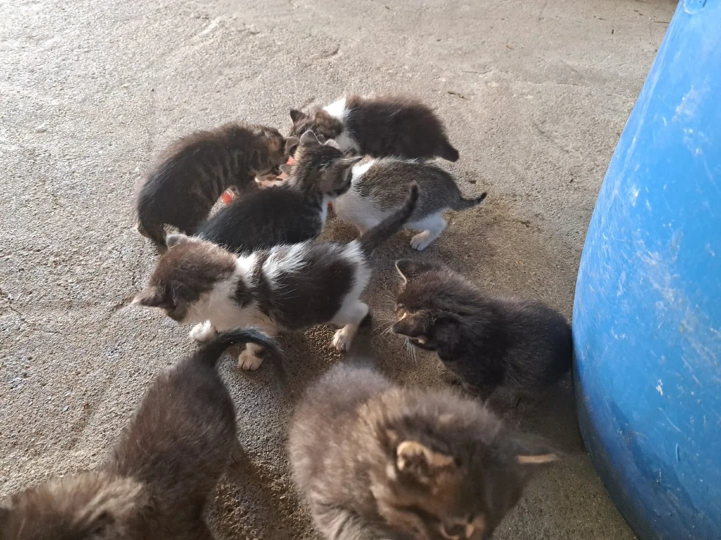 yeni sütten açılmış yavru kediler için