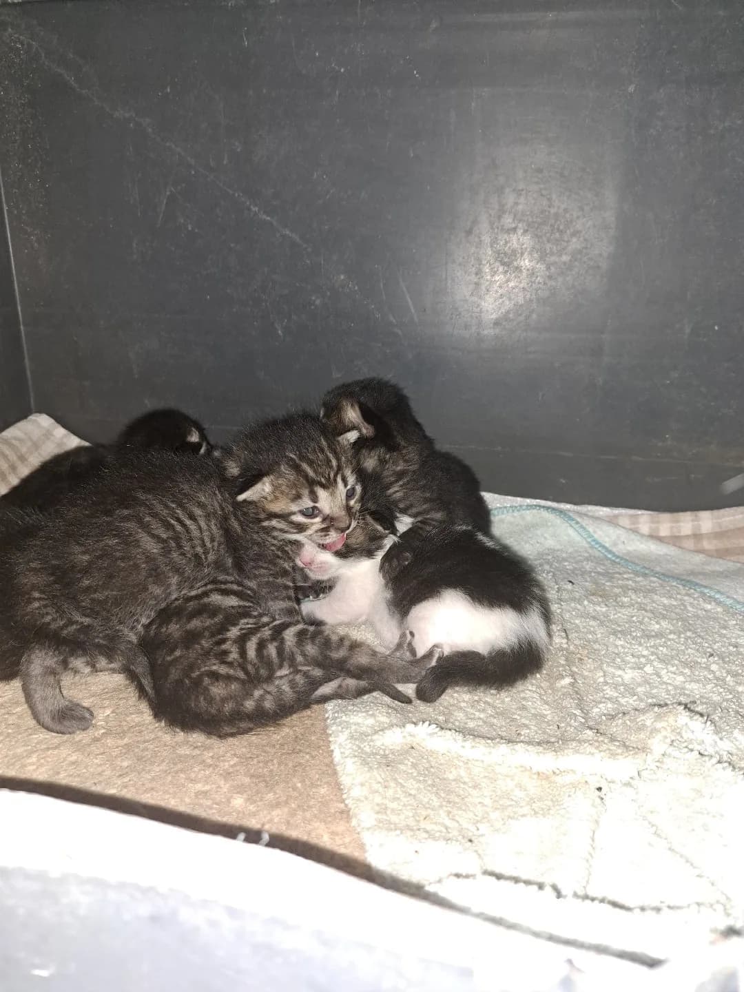 yeni sütten açılmış yavru kediler için