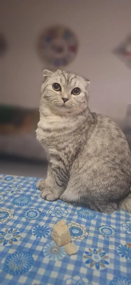 kedi acil sahiplendirmek lazım