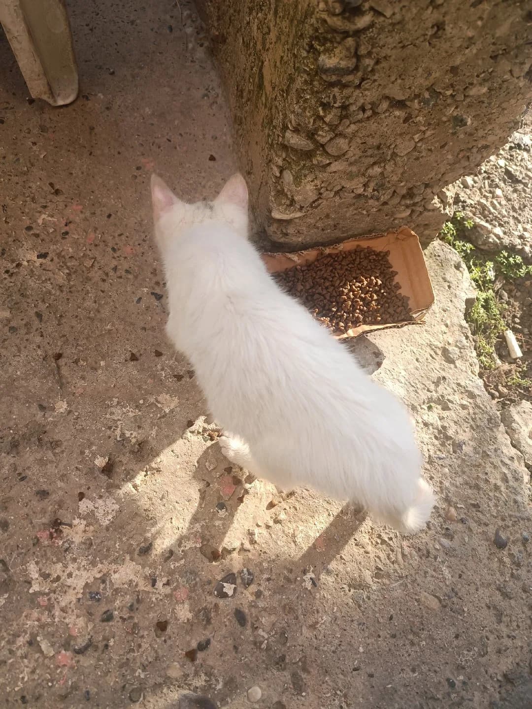 yavru kedi ilandaki ile kardeş