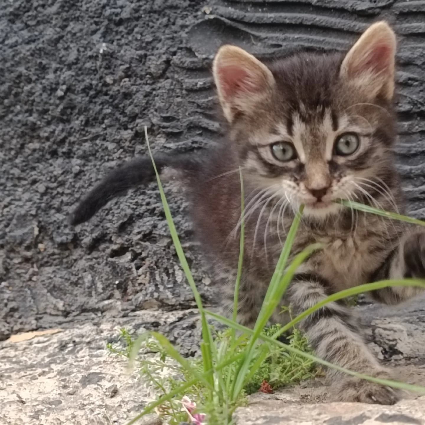 Kedimiz sokaktan bulundu tertemiz kedi Ailem izin vermediği için bakamıyorum temiz kedi yavru