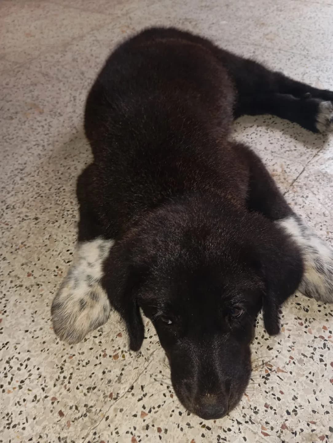 köpek boz kangal