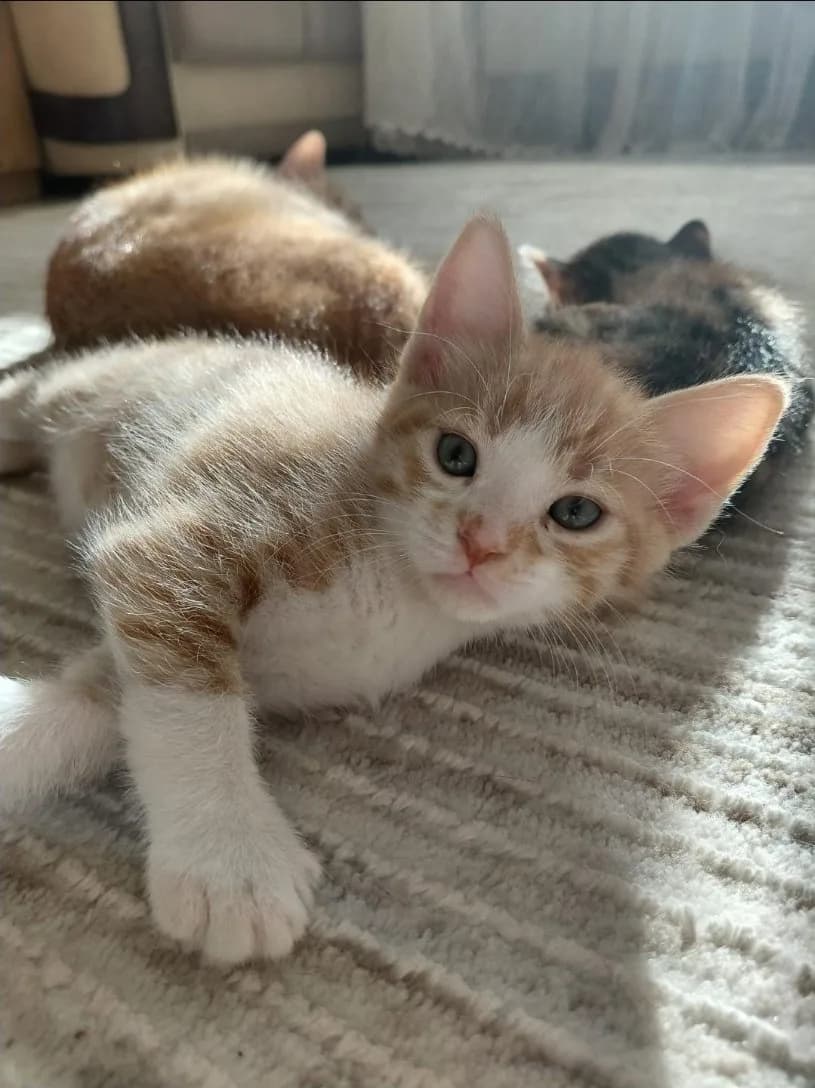 1 Aylık yavru erkek kedi