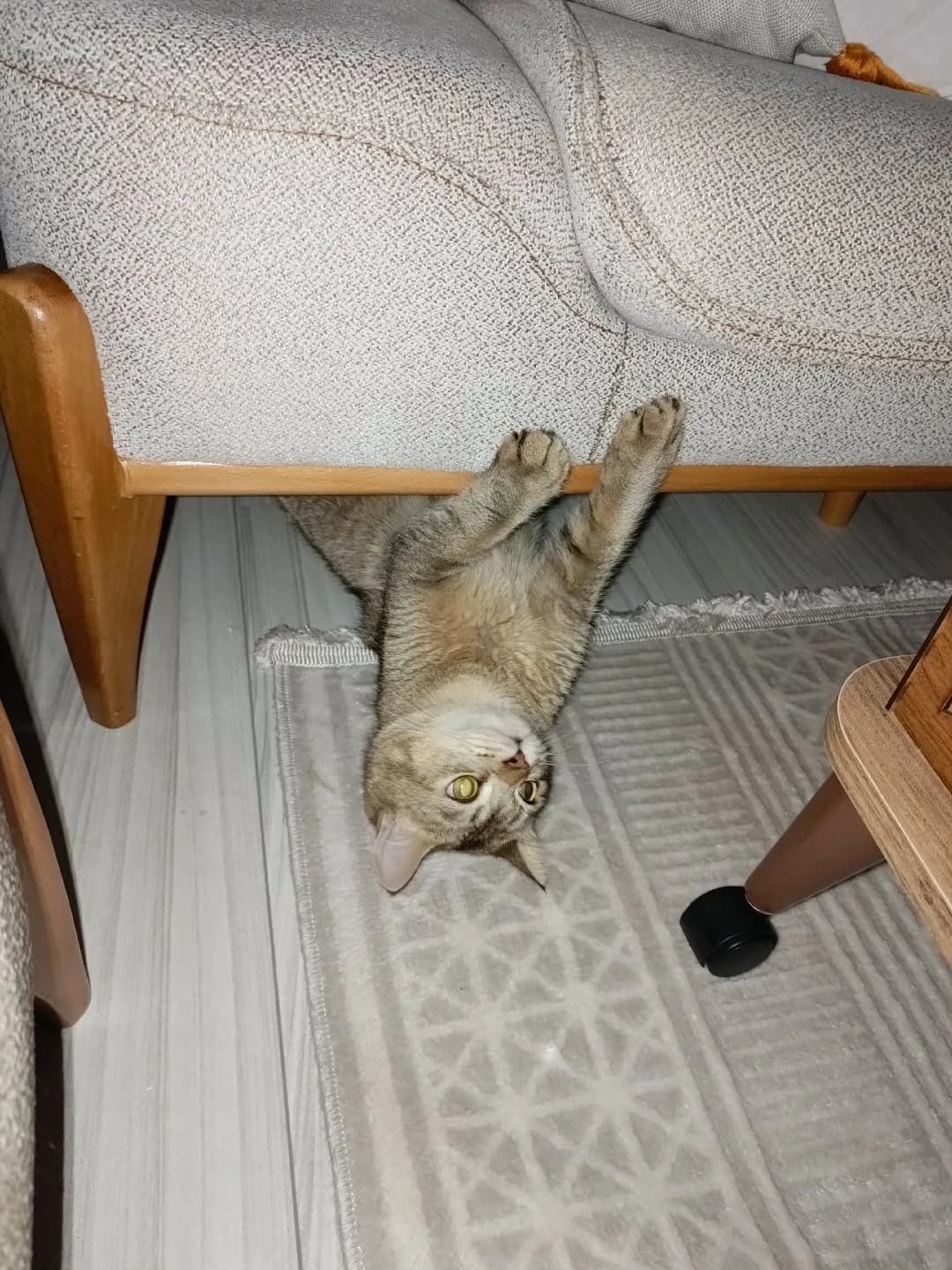 BRİTİSH GOLDEN 2 YAŞİNDA KEDİ KISIR VE AŞILAR TAM PASAPORTLU