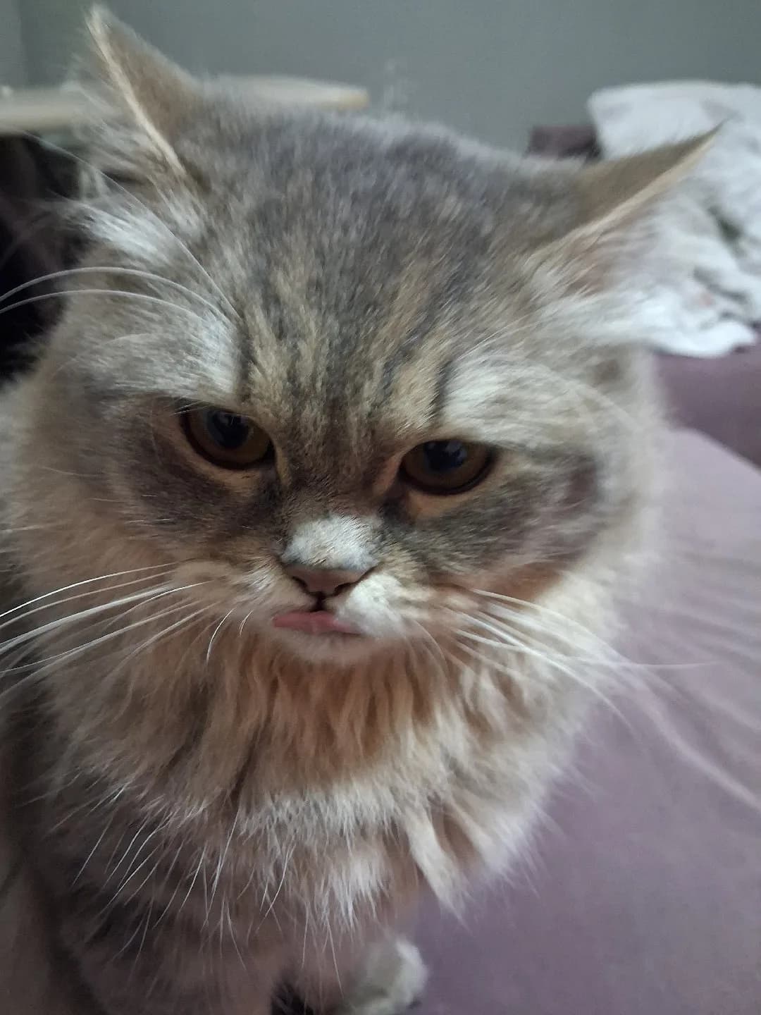 BRİTİSH ORMAN KEDİSİ KARIŞIMI