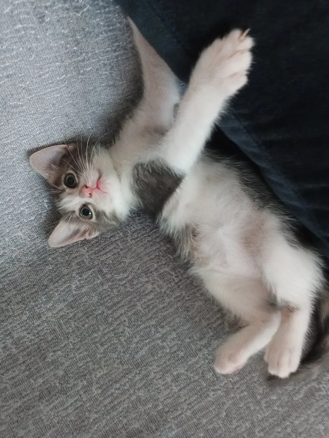 tekir kedi