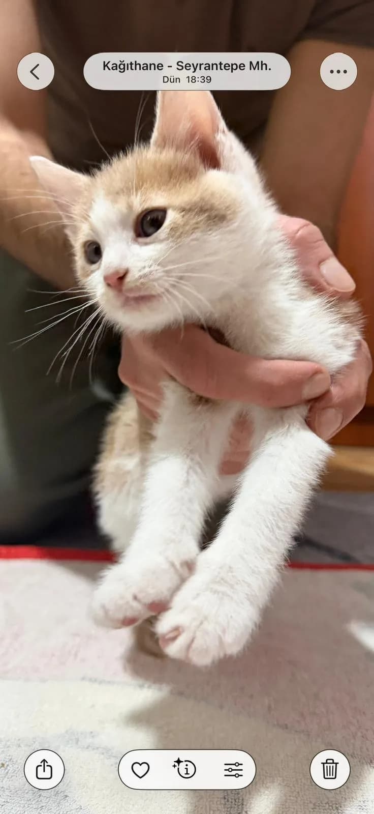 Ücretsiz Sahiplendirilecek 3 Yavru Kedi