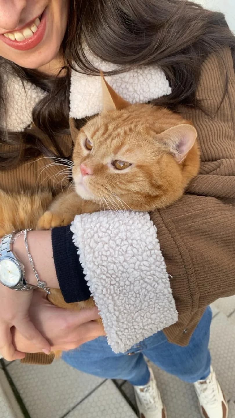 kedi sahiplendirme