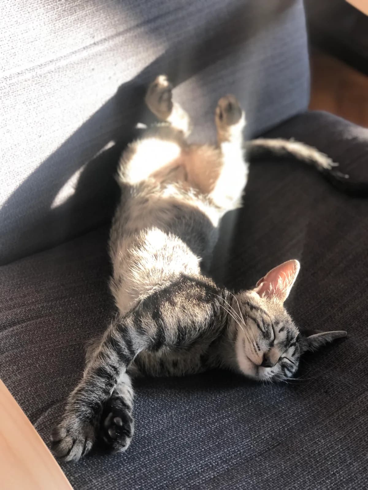 Acil kısırlaştırılmış Dişi Tekir Kedi 8.5 aylık