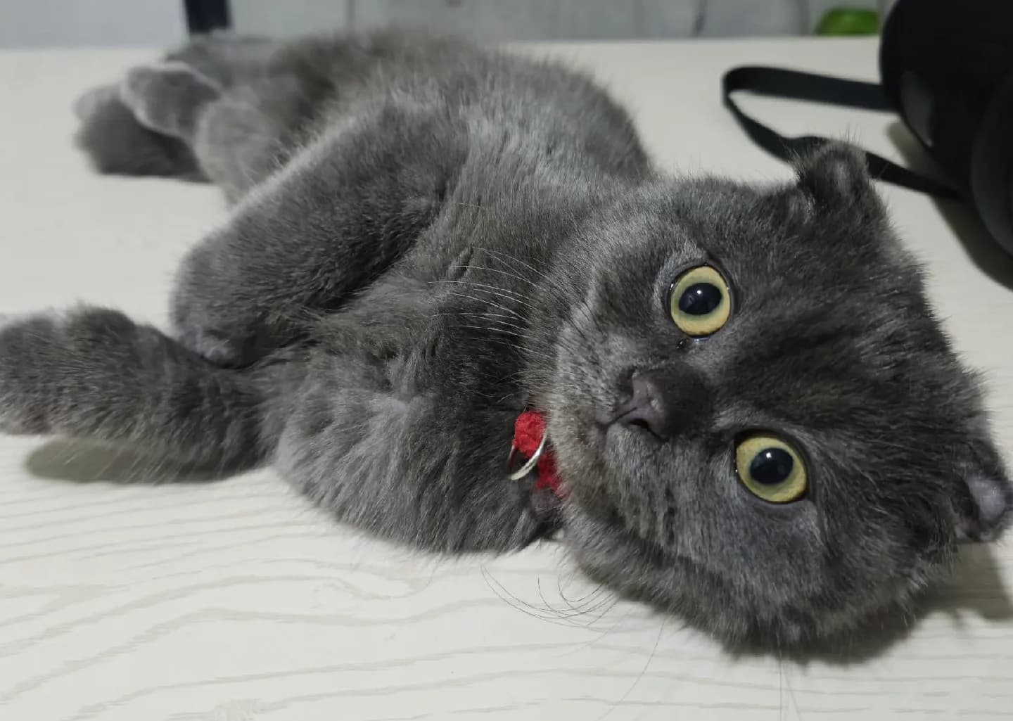 🐾 Ömürlük Yuva Arıyoruz – 5 Aylık Scottish Fold Erkek Kedi 🐾