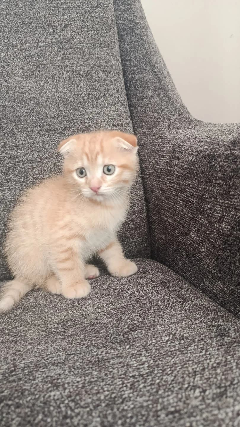kedi yavru