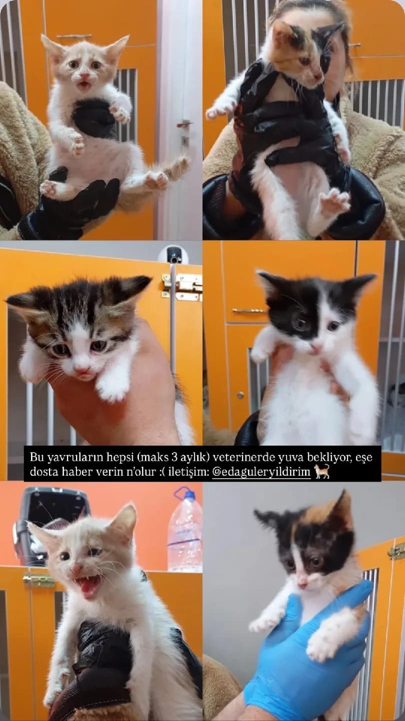 veterinerde büyüyen yavru kedilere acil yuva