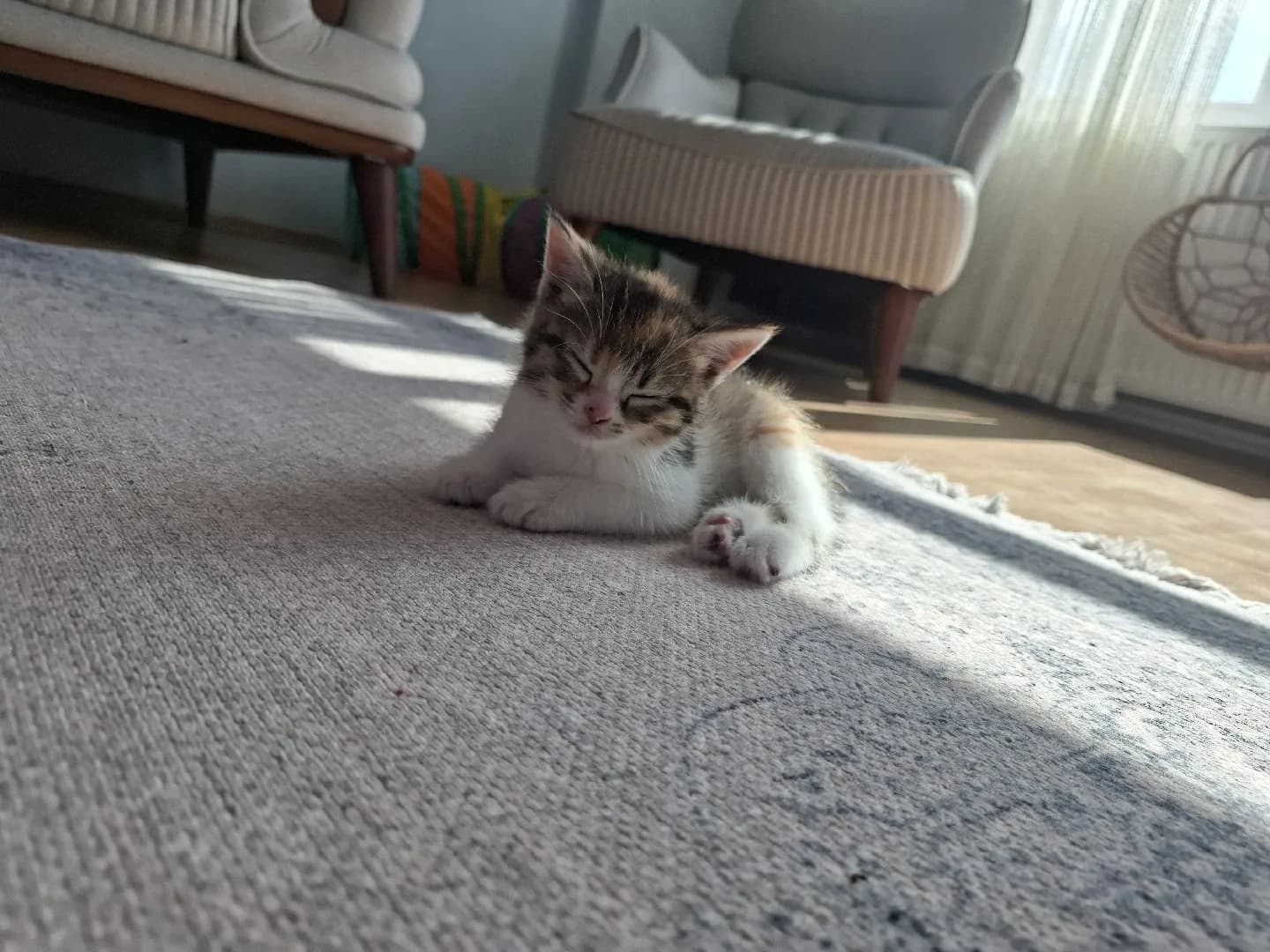 50 Günlük Ücretsiz Sahiplendirme