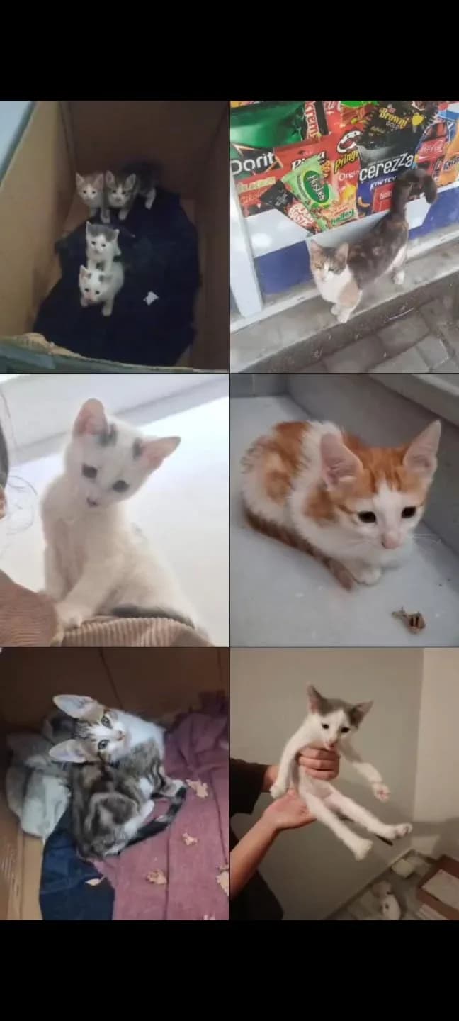 Bebek Kedilere Acil Yuva Arıyoruz