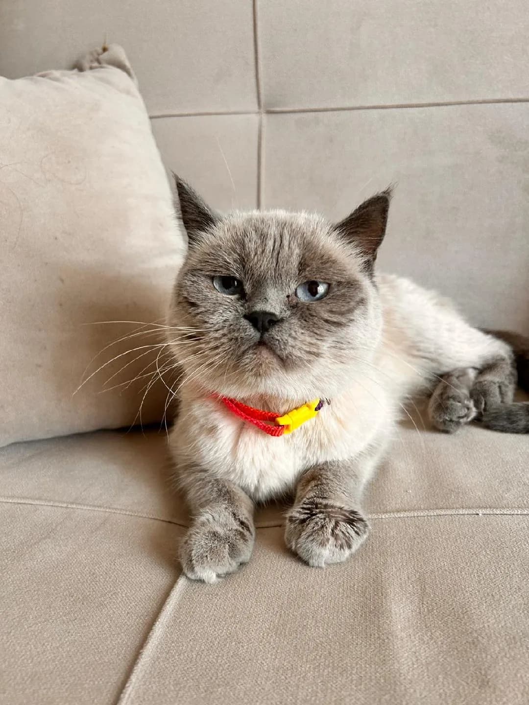 çok akıllı sessiz sakin bi kedi güzel bi yuva arıyoruz