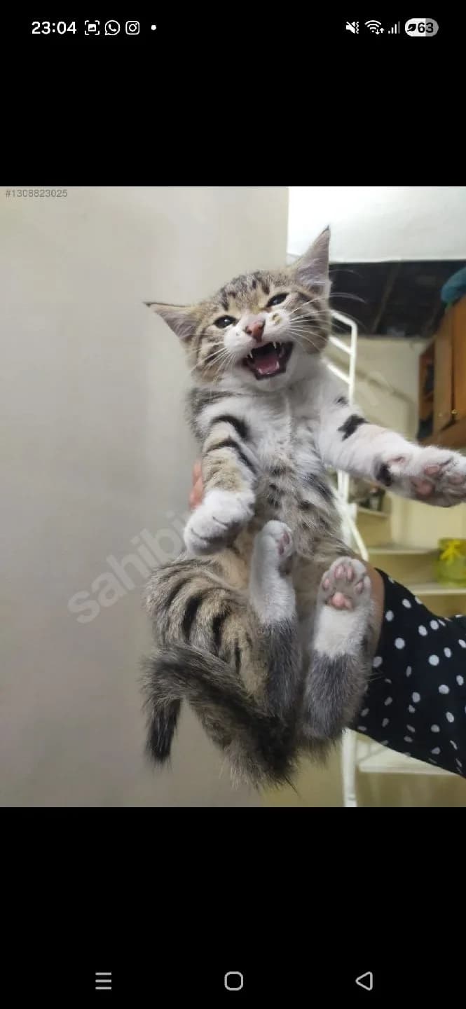 tekir kedi