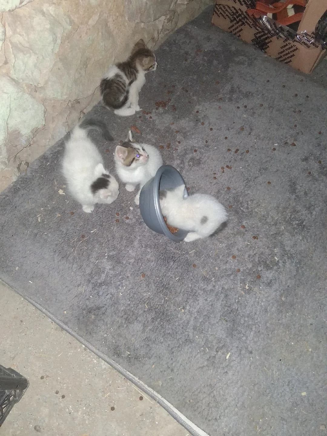 birbirinden guzel yavrular