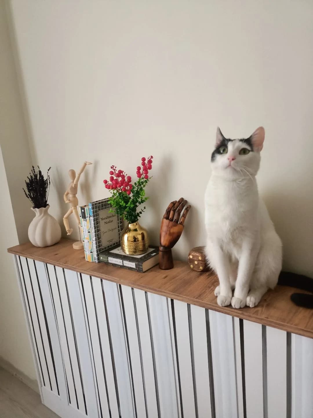 2 yaşında erkek tekir kedi