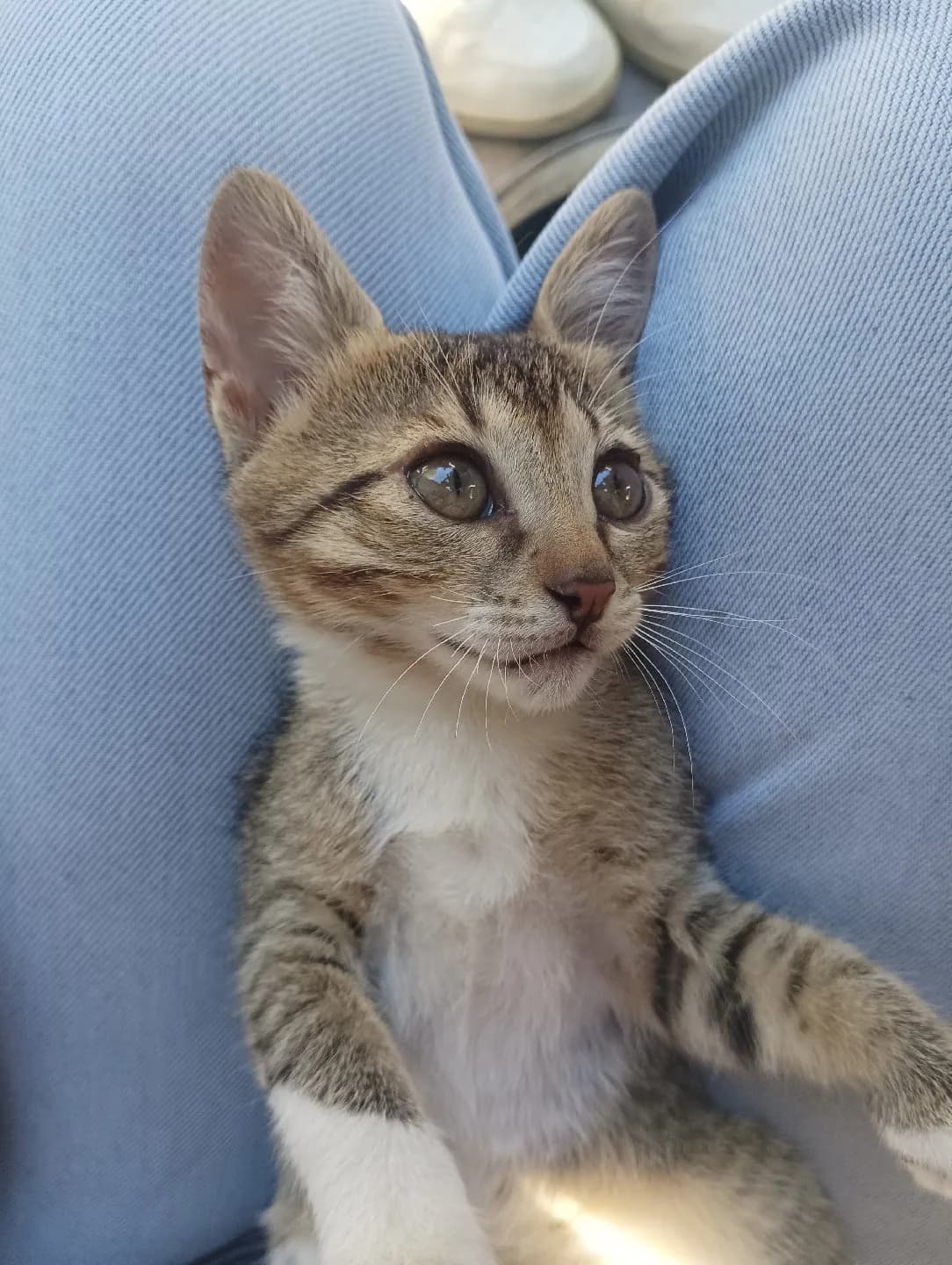 yavru kedi