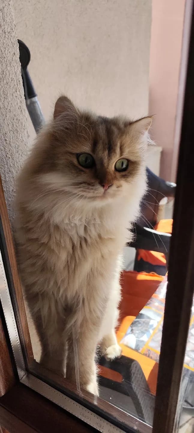 kedi sahiplendirme