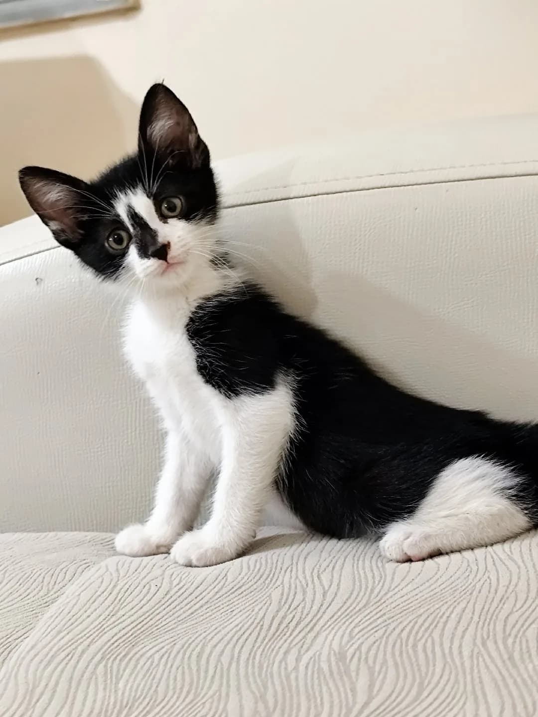 sahipsiz yavru kedi bulunmuştur