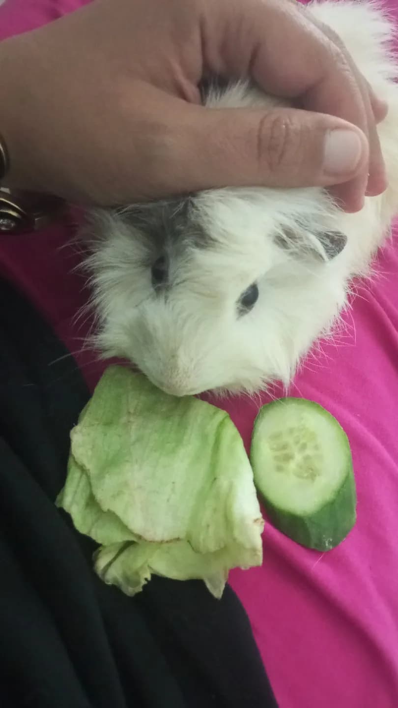 Guniea pig yavruları