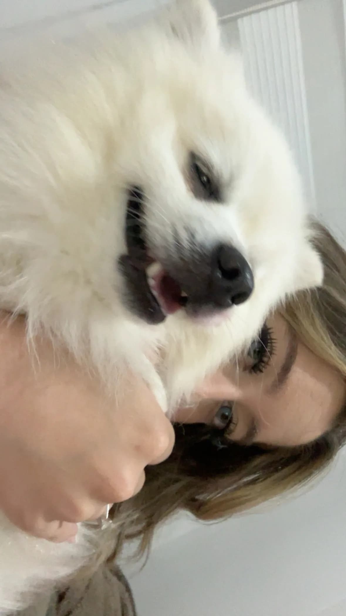 acil pomeranian