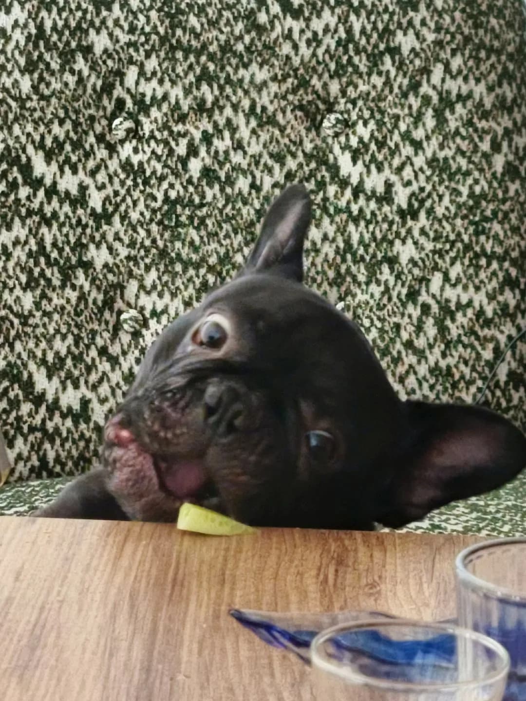 French bulldog ücretsiz sahiplendirme