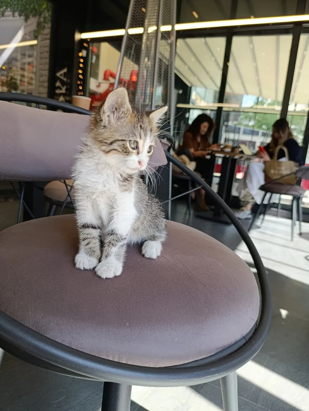 acil sahiplendirme Yavru kedi