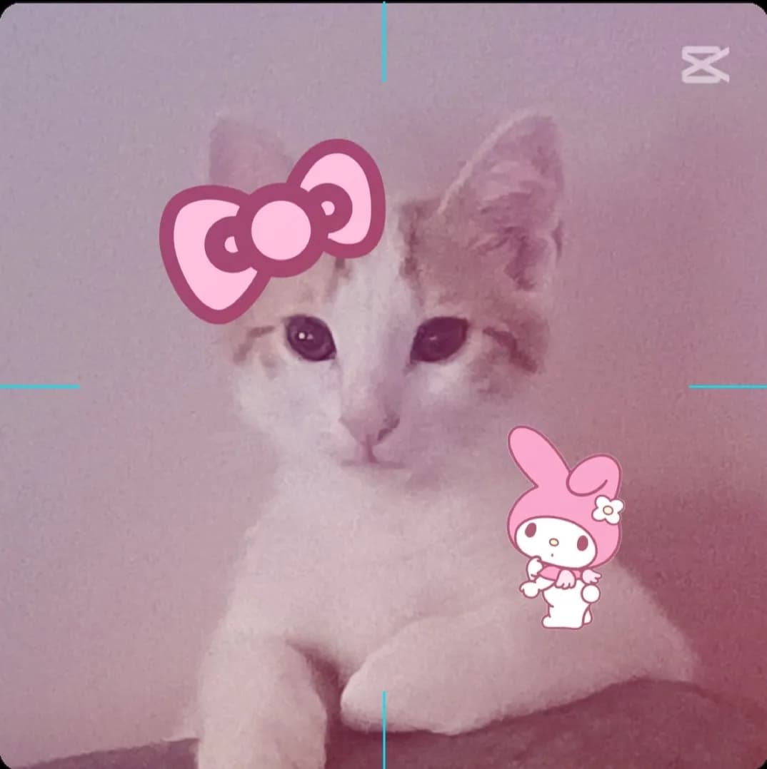 6 aylık çift renkli Laz burunlu kedi