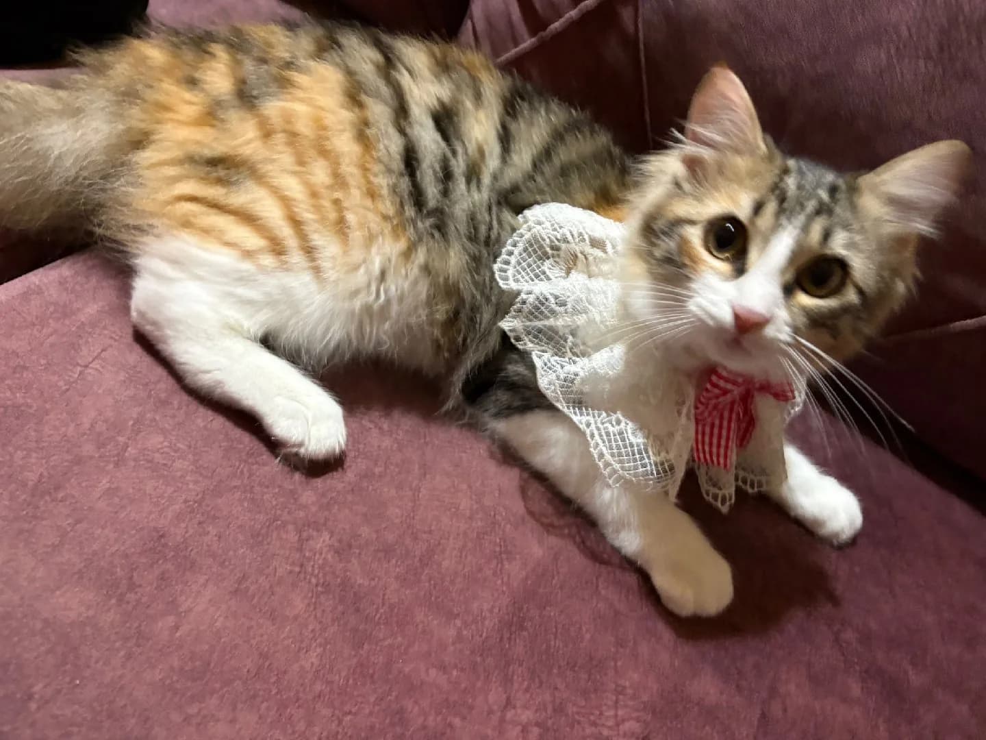 Ele Avuca Sığmayan Akan Kedi
