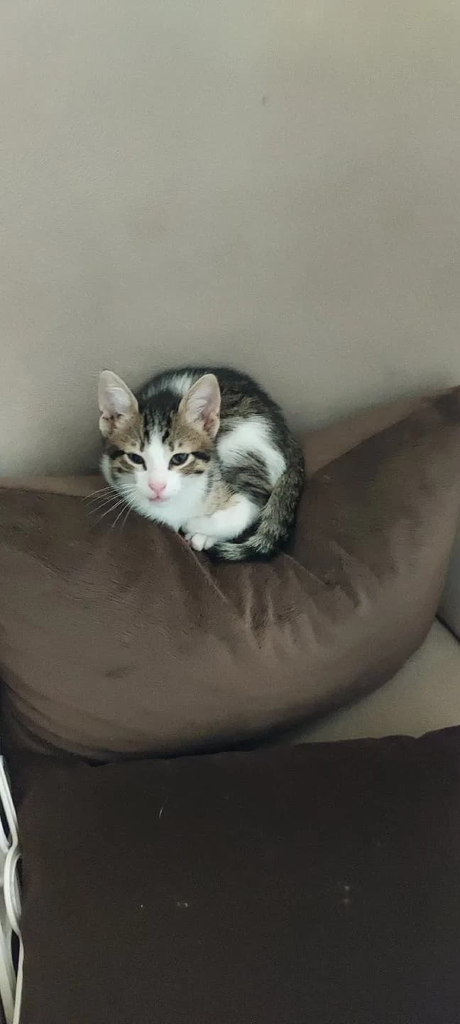 3 tatlı yavru kedimizi sahiplendirmek istiyoruz.