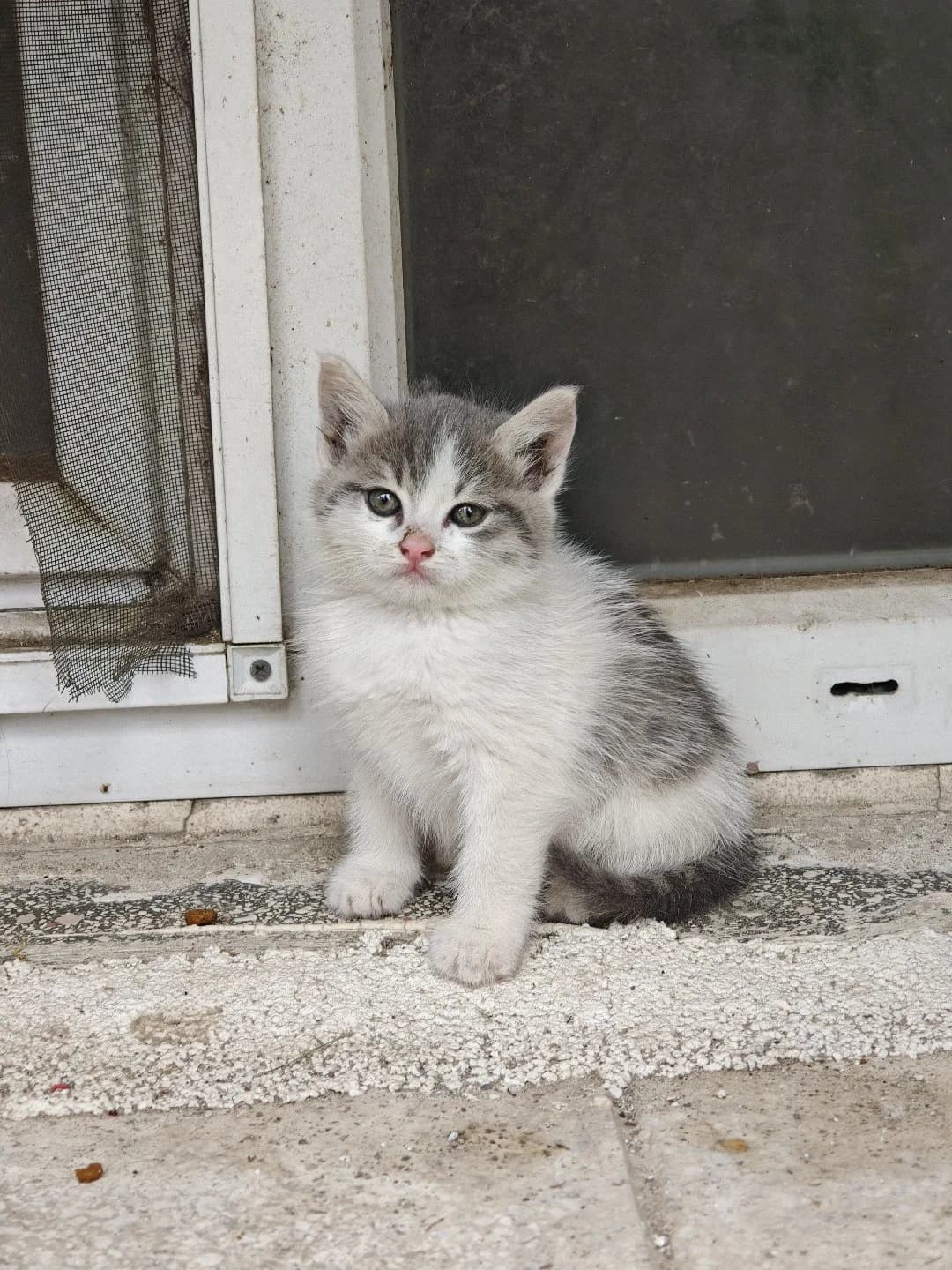Gri Beyaz Miniğe Yuva