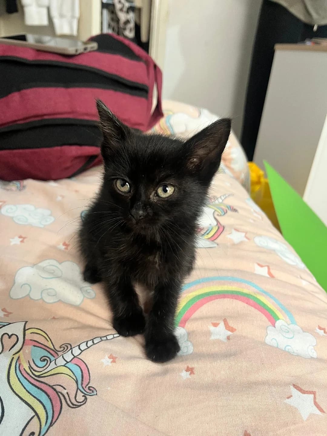 EŞYALI YAVRU KEDİ(BÜTÜN EŞYALARI VAR)