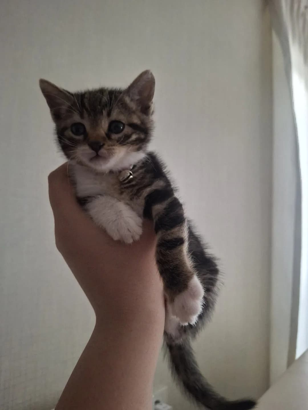 Yavru kedi 1.5 aylık tekir