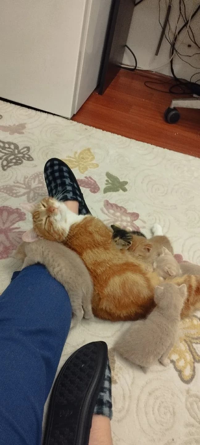 5 yavruya yuva arıyoruz