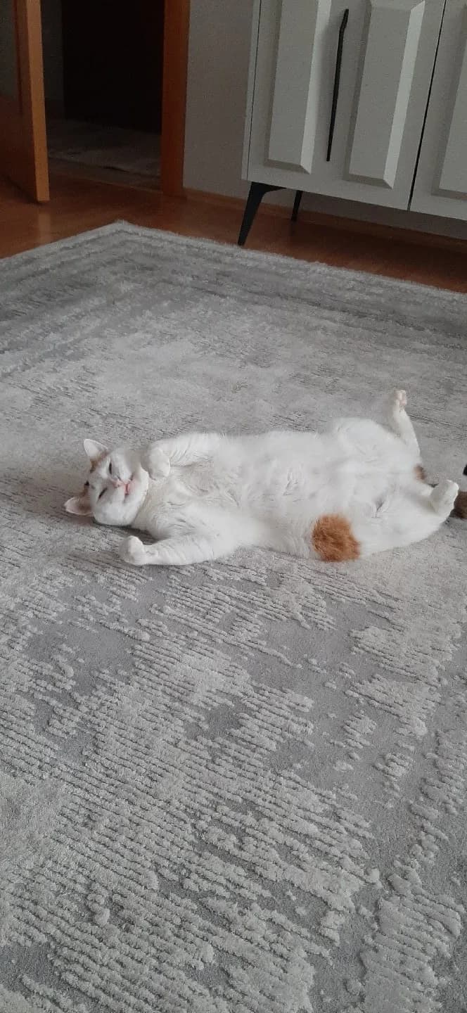 2 yaşında tekir cinsi beyaz kedi